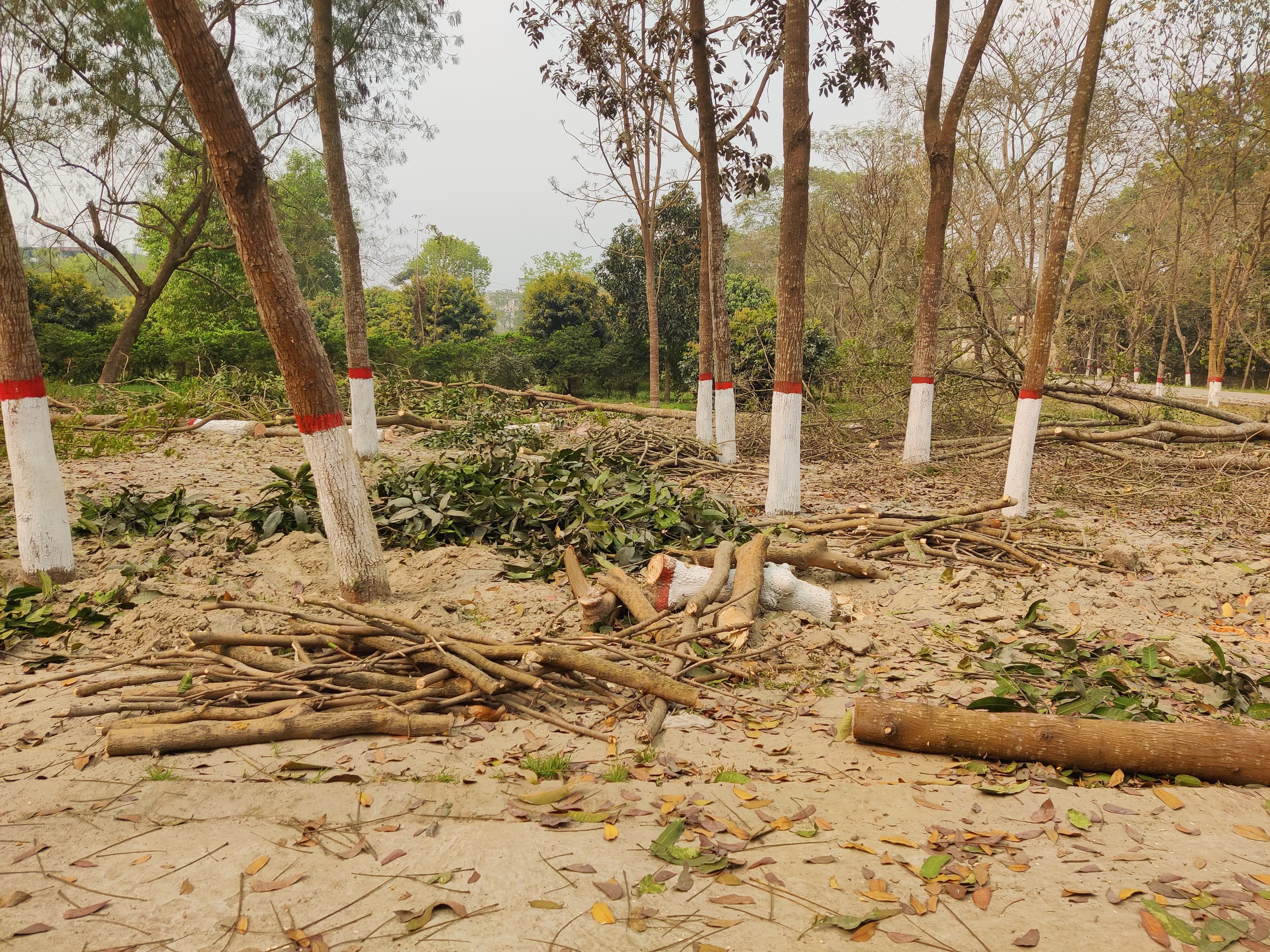 ঈদগাহ নির্মাণের জন্য বেরোবির কেন্দ্রীয় মসজিদের সামনে থেকে ১৮০টি গাছ কাটার অভিযোগ- খবরের থাম্বনেইল ফটো