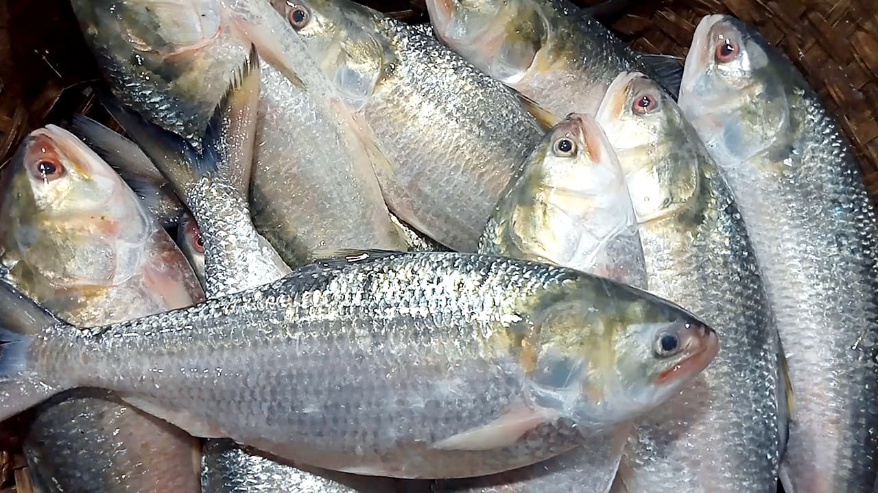 চাঁদপুরে শেষ মুহূর্তে ইলিশের চড়া দাম- খবরের থাম্বনেইল ফটো