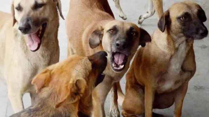 কালিয়াকৈরে পাগলা কুকুরের কামড়ে শিশুসহ আহত ১৫- খবরের ইমেজ Image