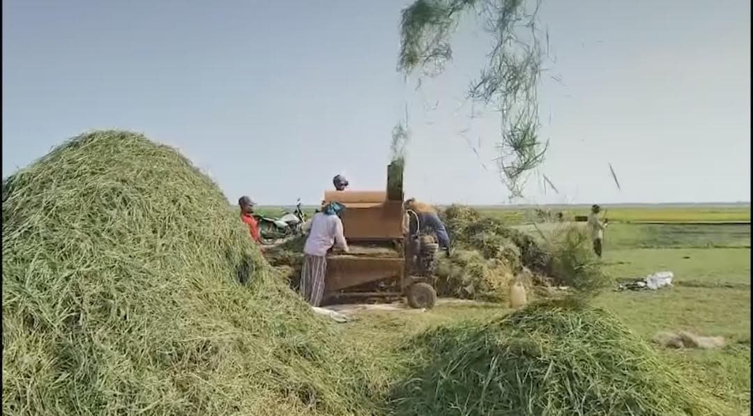 সুনামগঞ্জে ধান কাটার ধুম , ধানের অধিক ফলন- খবরের থাম্বনেইল ফটো