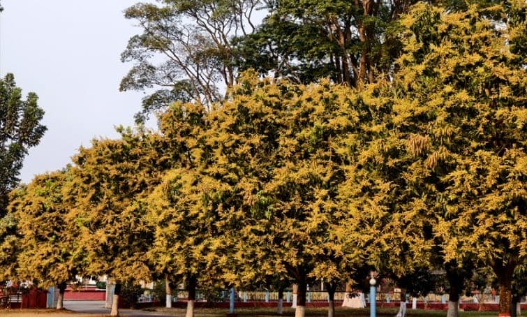 আমের মুকুলে সেজেছে রাবি : বসন্তে মোহিত ক্যাম্পাস- খবরের থাম্বনেইল ফটো