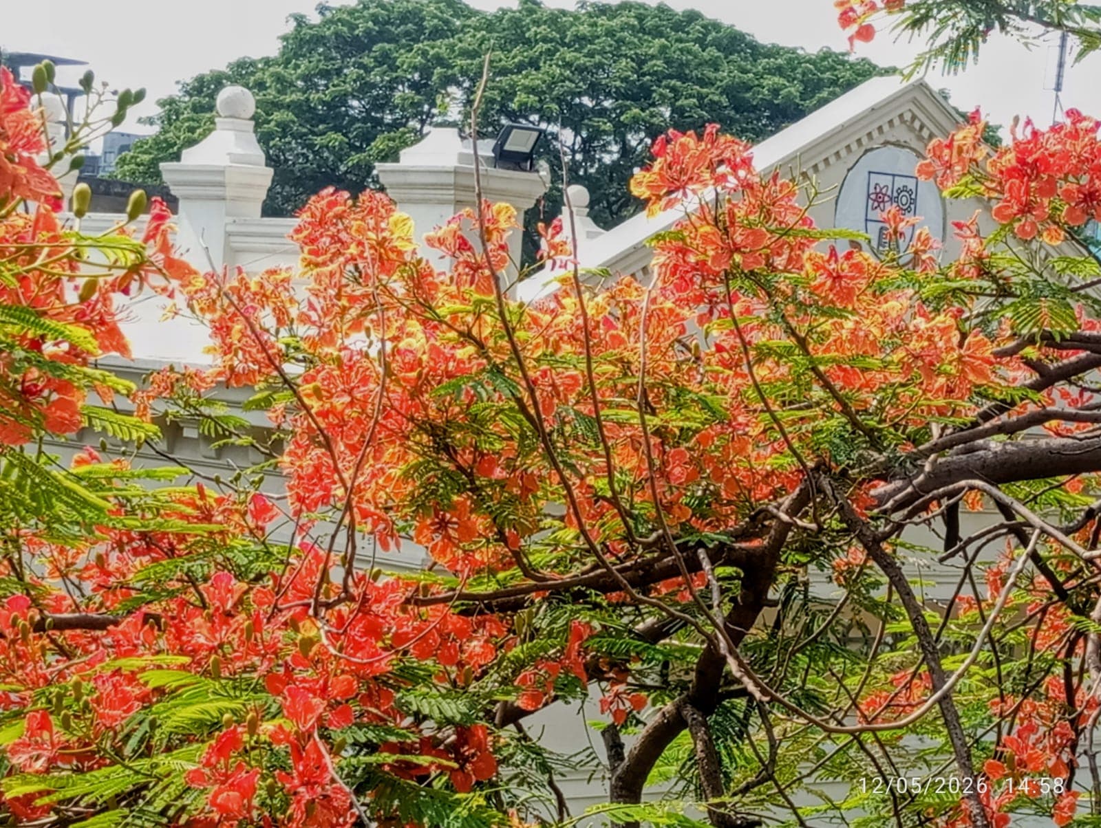 গ্রীষ্মের তপ্ত দুপুরে রক্তিম কৃষ্ণচূড়ার রঙে সেজেছে জবি - খবরের থাম্বনেইল ফটো