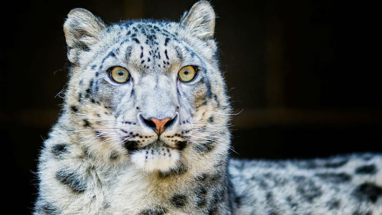 হিমাচলে ৪ বছরে তুষার চিতার সংখ্যা বেড়েছে ৬২ শতাংশ- খবরের থাম্বনেইল ফটো