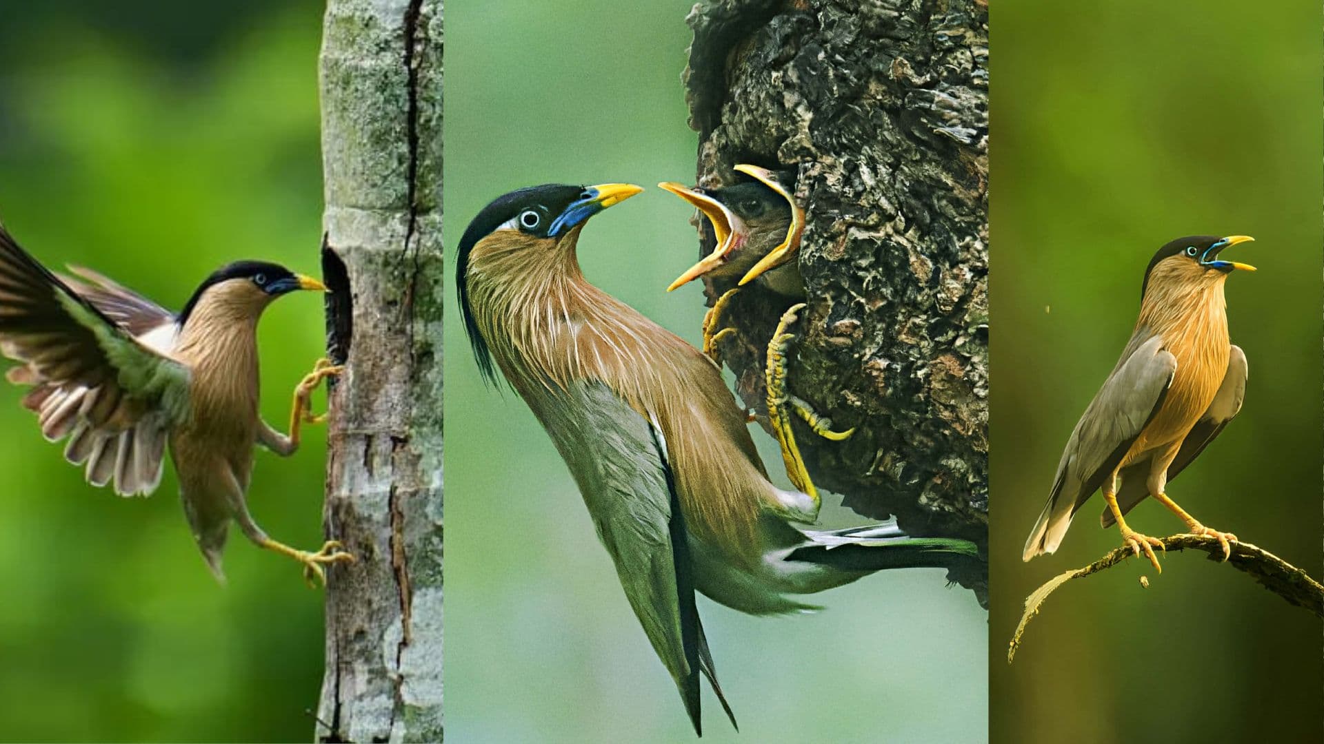 বিরল প্রজাতির বামুনশালিক ; যার দেখা শুধু রাবিতেই মেলে - খবরের থাম্বনেইল ফটো