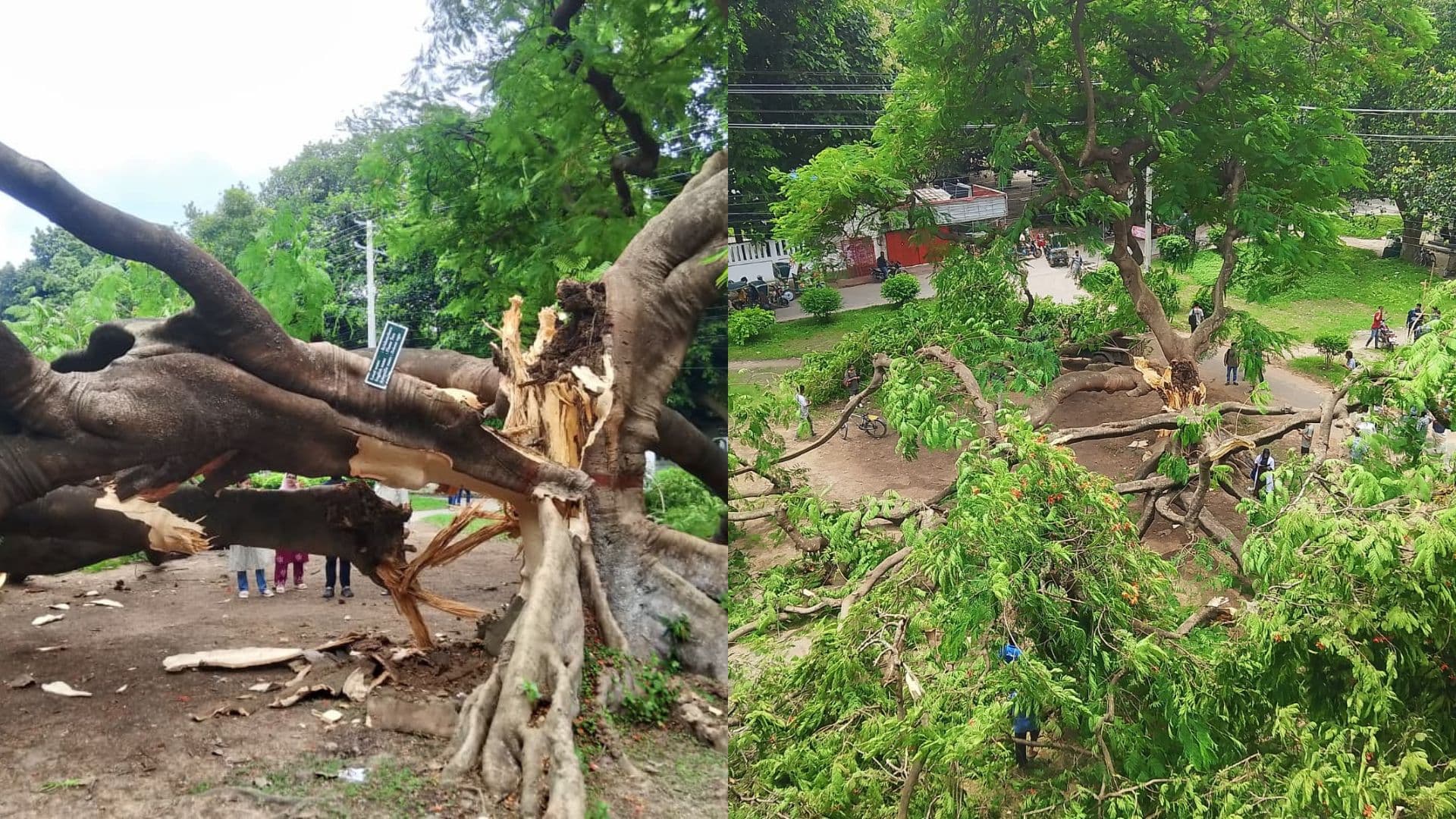 রাবিতে ভেঙে পড়েছে কয়েক যুগ ধরে ছায়াদানকারী স্মৃতি বিজড়িত  কৃষ্ণচূড়া গাছ- খবরের ইমেজ Image