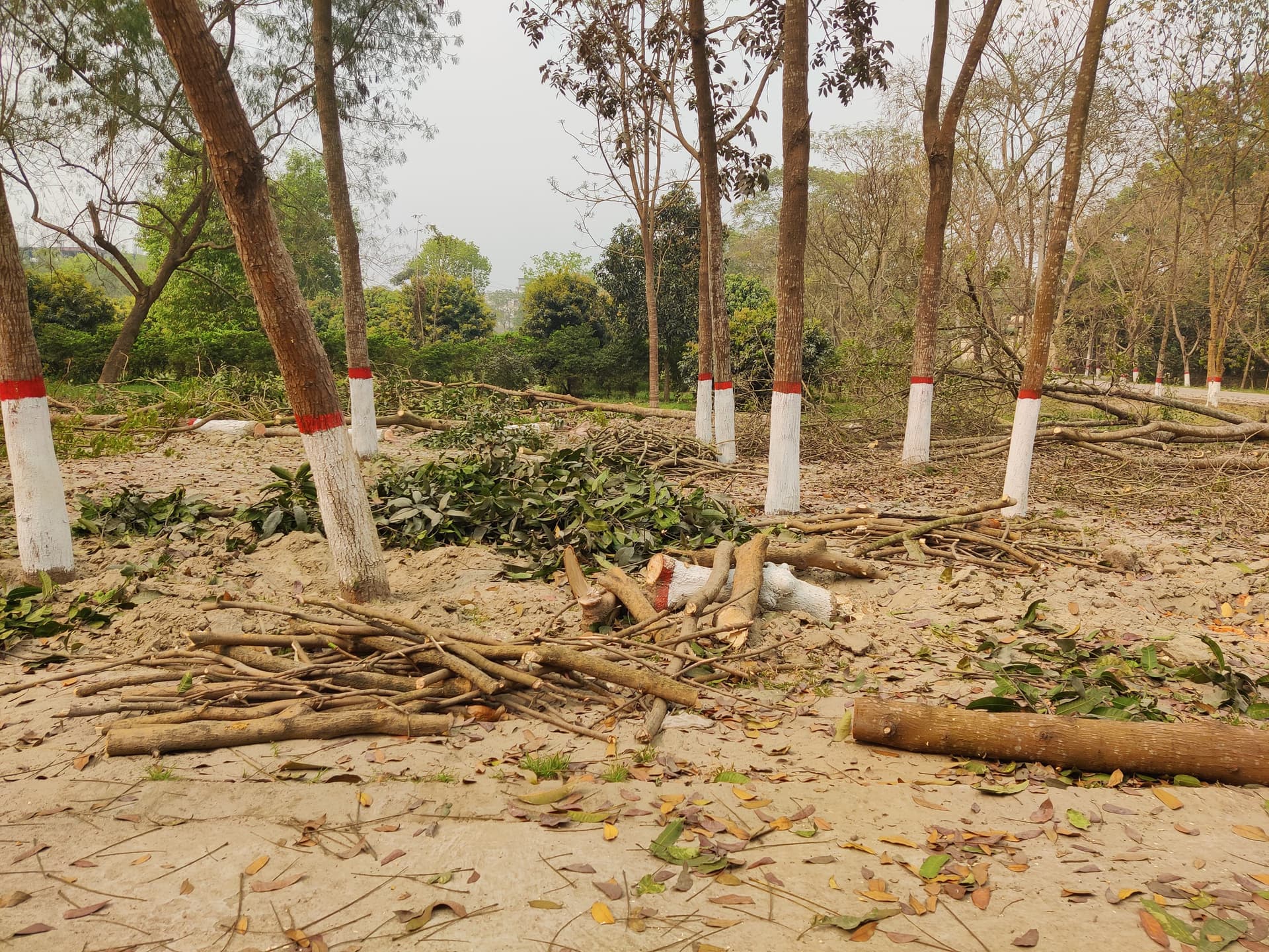 ঈদগাহ নির্মাণের জন্য বেরোবির কেন্দ্রীয় মসজিদের সামনে থেকে ১৮০টি গাছ কাটার অভিযোগ- খবরের থাম্বনেইল ফটো