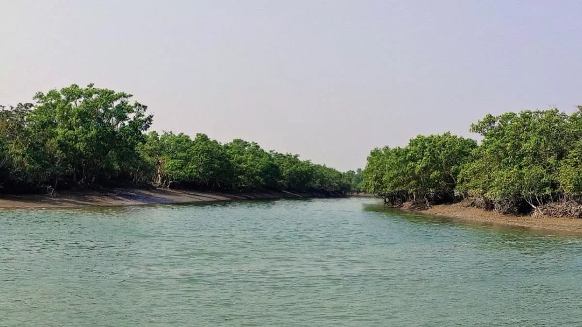 সুন্দরবনে ফের ৮ বনজীবী অপহরণ- খবরের থাম্বনেইল ফটো