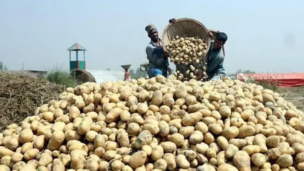 ভিয়েতনামে আলু রপ্তানির অনুমতি পেল বাংলাদেশ- খবরের ইমেজ Image