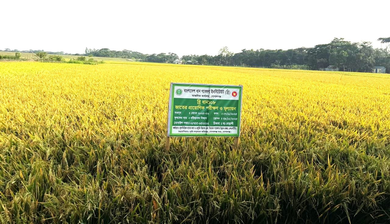 গোপালগঞ্জে ‘ব্রি-১০৮’ ধানে বাম্পার ফলন, ধান উৎপাদনে আশাবাদী কৃষি বিভাগ- খবরের থাম্বনেইল ফটো