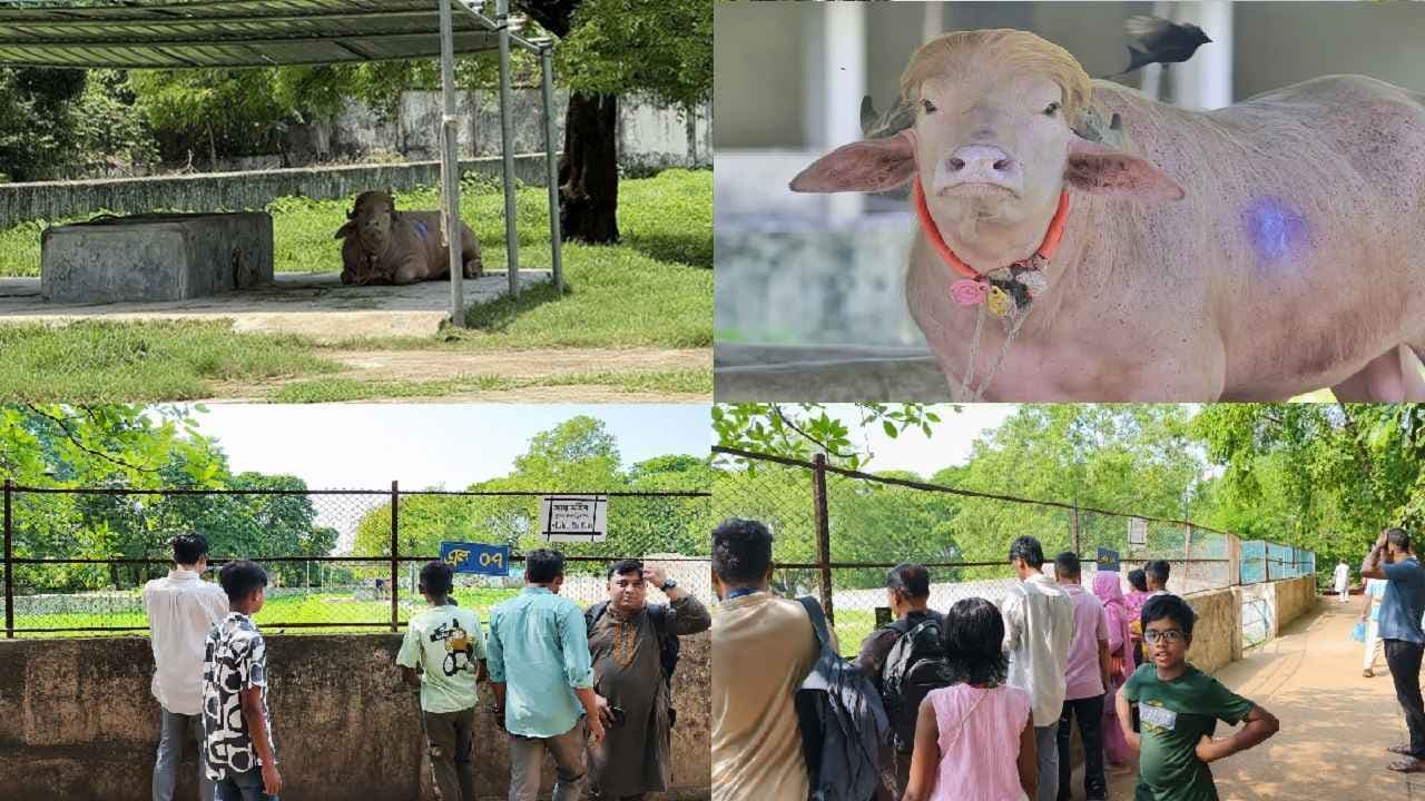 ‘ডোনাল্ড ট্রাম্প’কে দেখতে চিড়িয়াখানায় উৎসুক জনতার ভিড়- খবরের থাম্বনেইল ফটো