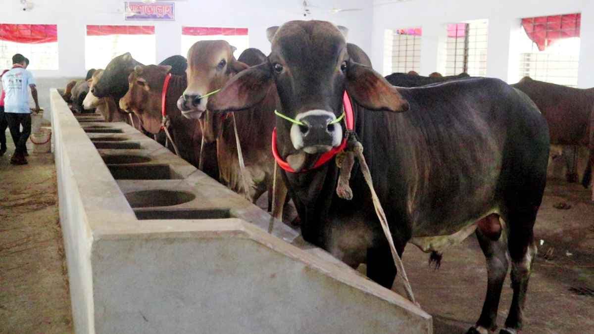 নওগাঁয় কোরবানির জন্য প্রস্তুত ৮ লাখ পশু, চাপে খামারিরা- খবরের থাম্বনেইল ফটো