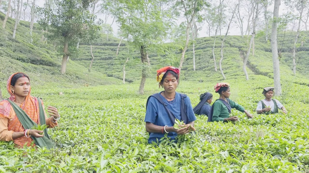 চা-শ্রমিকদের পিএফ বকেয়া শতকোটি টাকা ছাড়িয়েছে, অনিশ্চয়তায় হাজারো পরিবার- খবরের ইমেজ Image