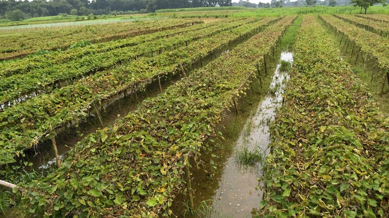 তারাগঞ্জে টানা বৃষ্টিতে তলিয়ে গেছে সবজিক্ষেত, বেড়েছে দাম- খবরের ইমেজ Image